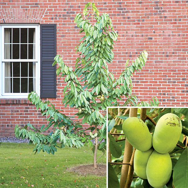 Paw Paw Tree Shenandoah™ (Asimina triloba)
