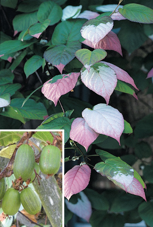 Arctic Beauty Hardy Kiwi Vine Frost™ (Actinidia kolomikta)
