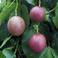 Passion Fruit