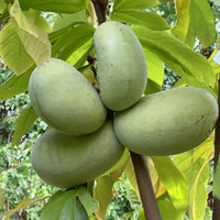 paw_paw_atwood (fruiting-plants)