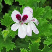 Geraniums