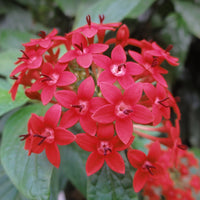 Pentas