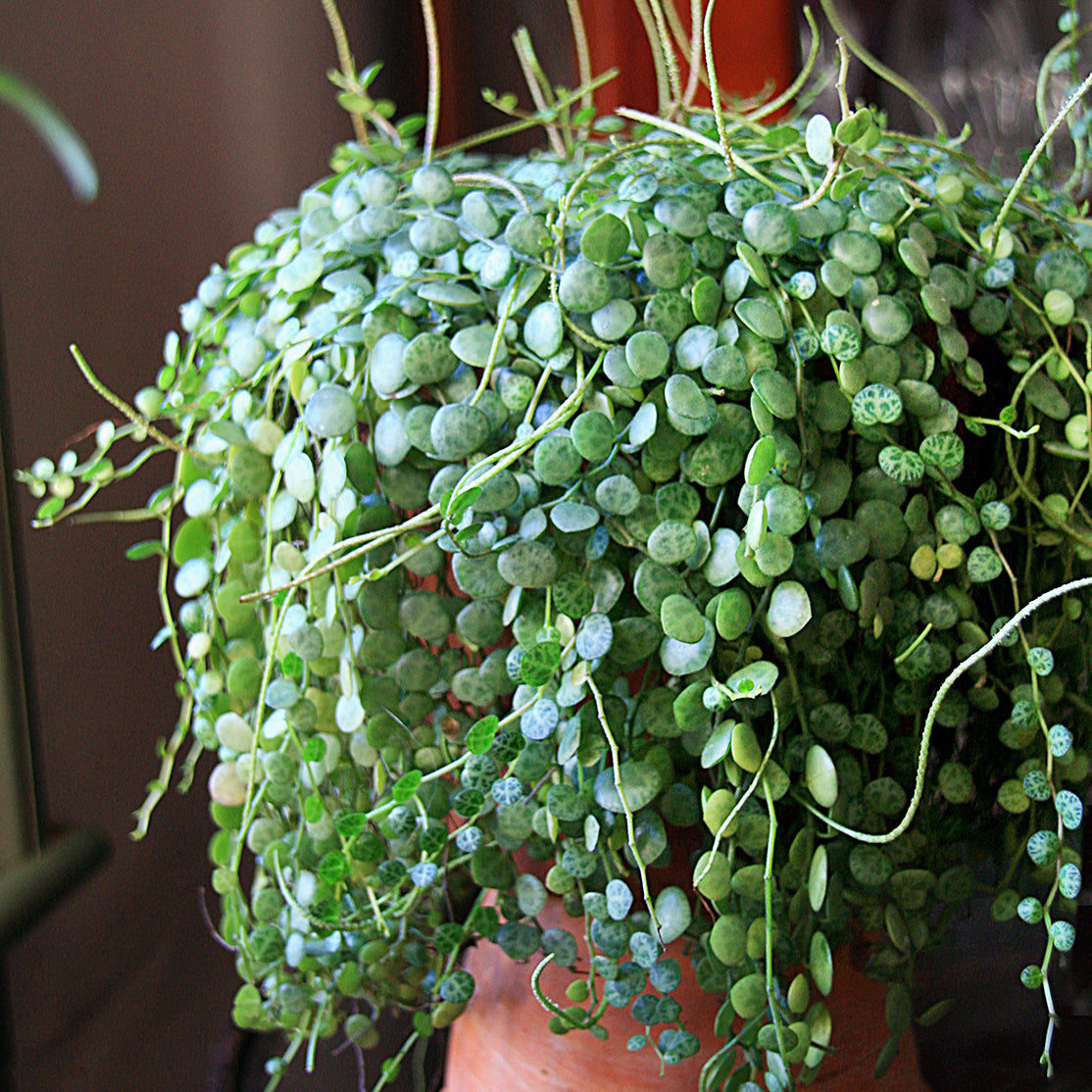 String of Turtles plant for sale
