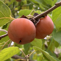 Persimmon