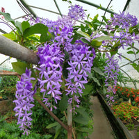 petrea_racemosa_-_purple_queens_wreath-crop-sm (tropical-plants)