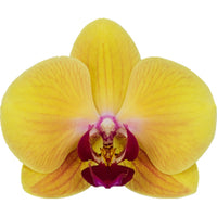 Phalaenopsis Orchids