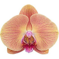 Phalaenopsis Orchids