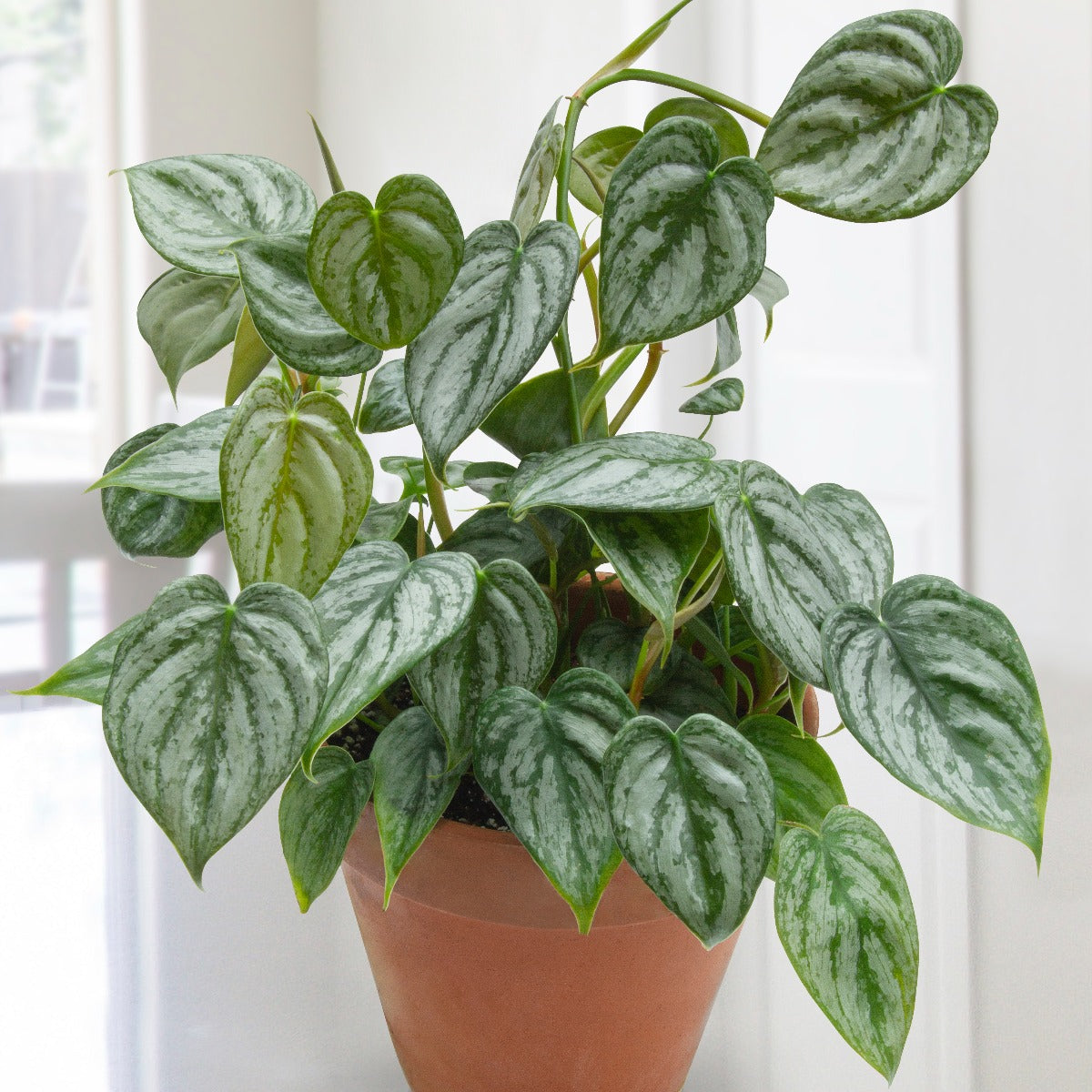 Philodendron brandtianum (Philodendron brandtianum)
