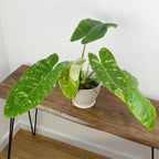 Philodendron 'Jose Buono'