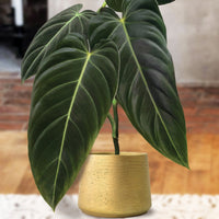 philodendron_melanochrysum_cover_15_flat_copy (tropical-plants)