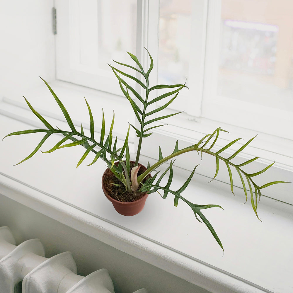 Philodendron tortum