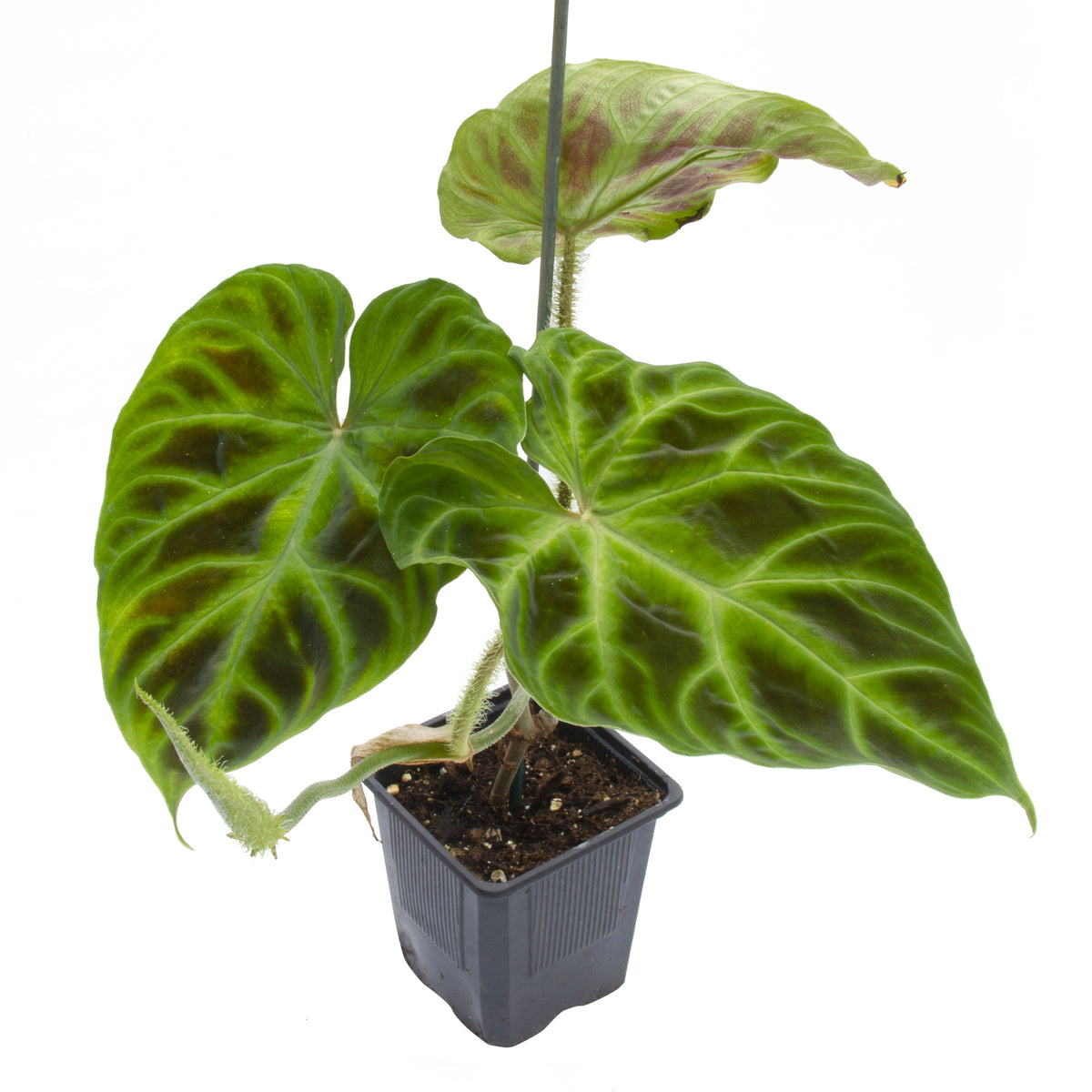 Ecuador Philodendron (Philodendron verrucosum)