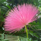 Pink Powder Puff (Calliandra emarginata)