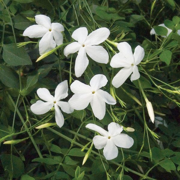 Poet’s Jasmine (Jasminum grandiflorum)