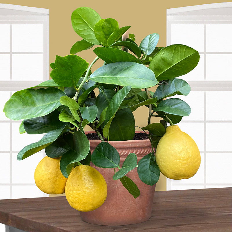 Ponderosa Lemon Tree (Citrus limon)