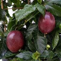 Passion Fruit