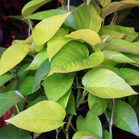 Pothos