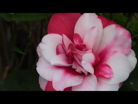 Camellia ‘High Fragrance’ (Camellia lutchuensis hybrid)