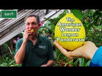 Ponderosa Lemon Tree (Citrus limon)