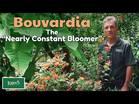 Hummingbird Flower (Bouvardia ternifolia)