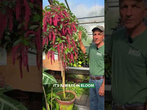 Chenille Plant (Acalypha hispida)