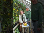 Ponderosa Lemon Tree (Citrus limon)