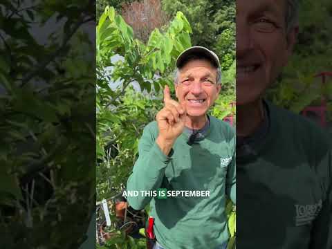 Dwarf Hawaiian Mulberry (Morus species)