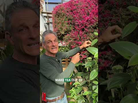 New Zealand Tea Tree ‘Ruby Glow’ (Leptospermum scoparium)