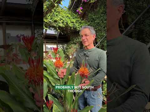 Hornbill’s Ginger (Hedychium longicornutum)