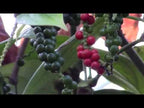 Black Pepper Plant (Piper nigrum)