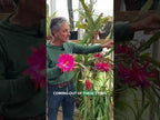 Orchid Cactus ‘Unforgettable’ (Epiphyllum hybrid)