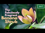 Banana Shrub (Magnolia figo)