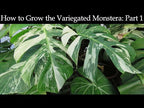 White Variegated Monstera (Monstera ‘Borsigiana albo variegata’)