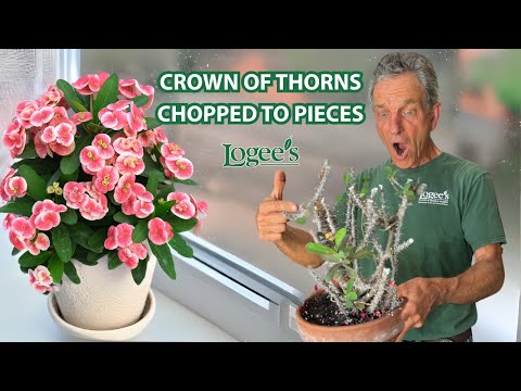 Crown of Thorns ‘Approve’ (Euphorbia milii hybrid)