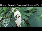 White Variegated Monstera (Monstera ‘Borsigiana albo variegata’)