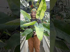 Philodendron 'Jose Buono' (Philodendron hybrid)