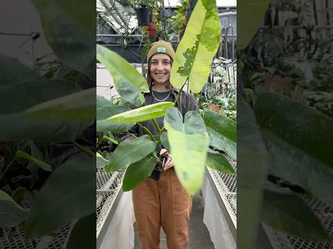 Philodendron 'Jose Buono' (Philodendron hybrid)