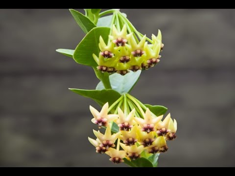 Hindu Rope Plant ‘Crispa’  (Hoya carnosa)