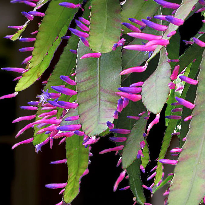 Pseudorhipsalis Blue Flame jungle cactus plant for sale