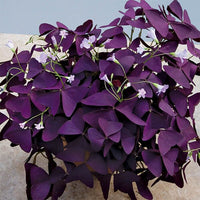 Shamrock Plants