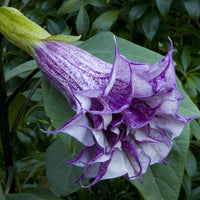 Datura