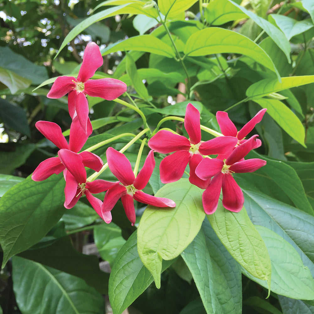 Rangoon Creeper (Quisqualis indica)