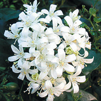 Orange Jasmine