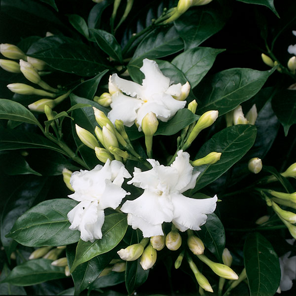 Butterfly Gardenia (Tabernaemontana divaricata)