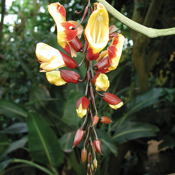Indian Clock Vine (Thunbergia mysorensis)