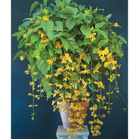 Nong Nooch Vine