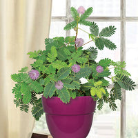 Sensitive Plant
