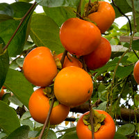 Persimmon