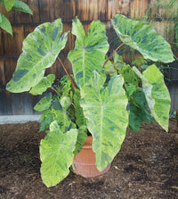 Colocasia