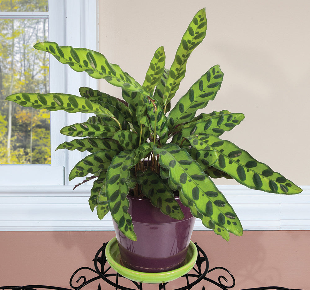 Calathea Rattlesnake